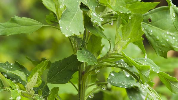 为什么一到下雨总是特别困？主要是这3大原因引起的